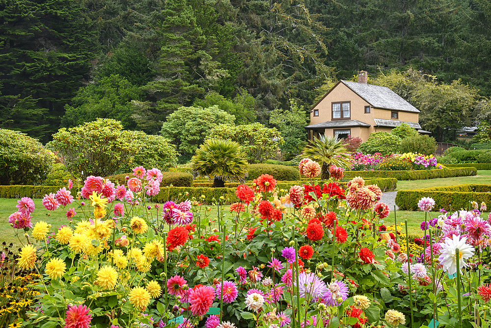 Dahlias and the cottage in the gardens at Shore Acres State Park on the southern Oregon Coast.