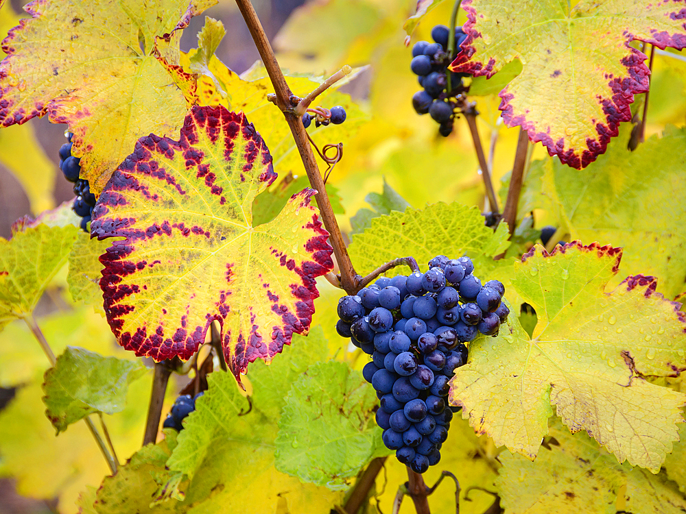 Pinot Noir wine grapes left on vine after harvest; Ardiri Winery and Vineyards, Tualatin Valley, Oregon.