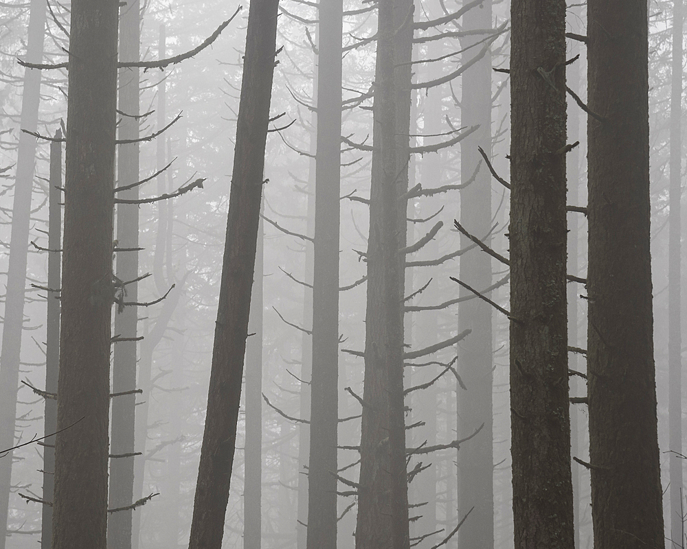 Trees and fog; Ridgeline Trail, Hult City Park, Eugene, Oregon. On1 10 Snappy Warm