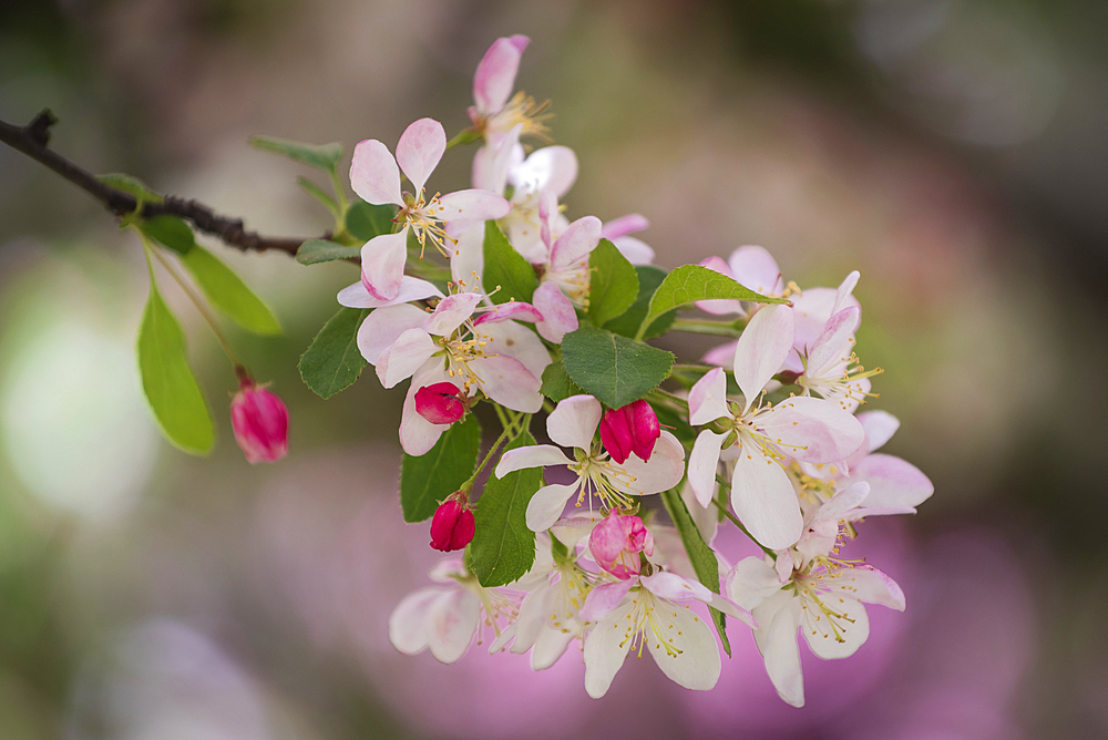 Flowering Crabapple tree blossoms at the Yakima Area Arboretum in Yakima, Washington.