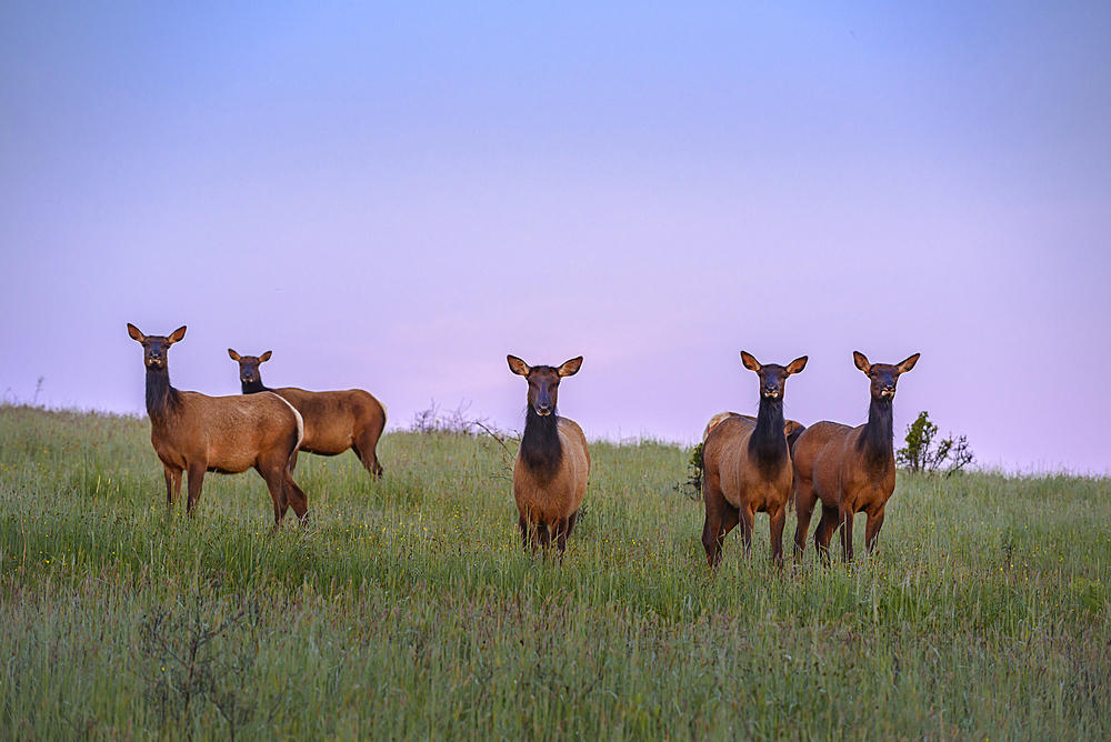 Roosevelt Elk in prairie at Bald Hills Road, Redwoods National and State Parks, California.