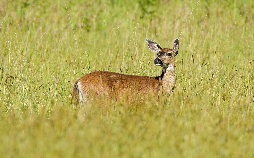 Black-tailed deer in meadow at Prairie Creek Redwoods State Park in northern California.