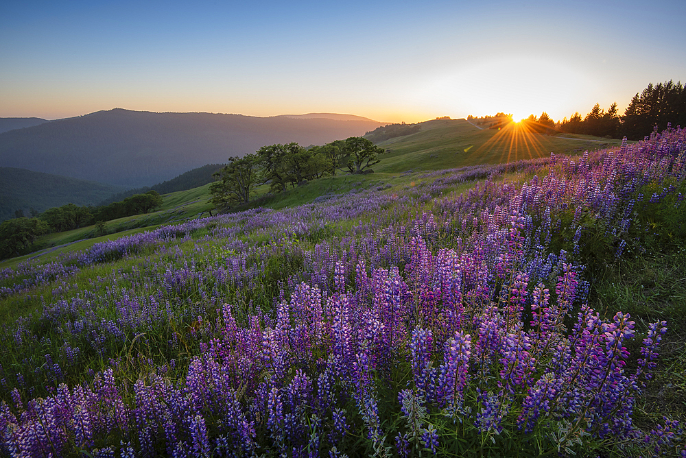 Lupine at Childs Hill Prairie on Bald Hills Road, Redwoods National and State Parks, California.