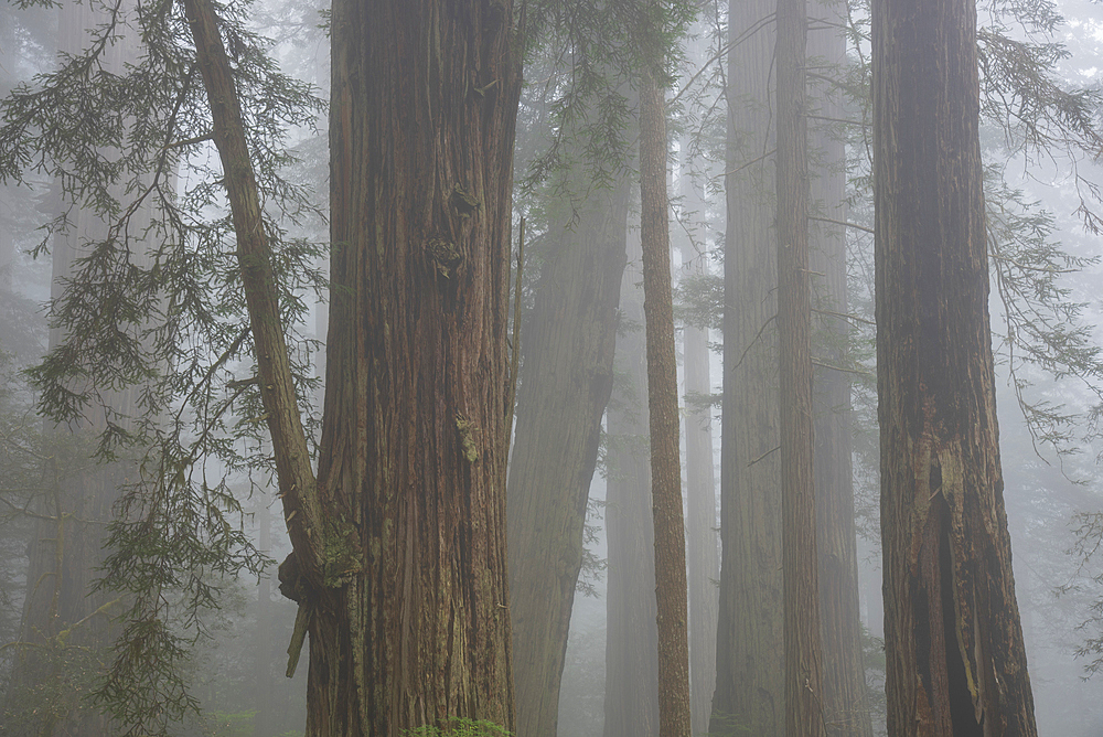 Redwood trees and fog in Lady Bird Johnson Grove, Redwoods National and State Parks, California.