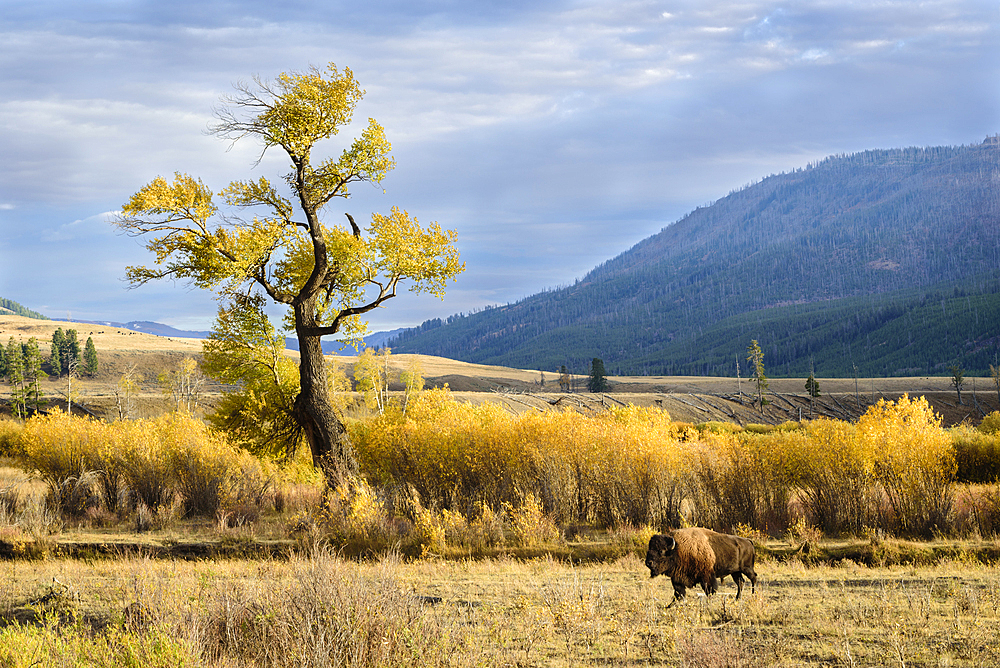 Bison and cottonwood tree in Lamar Valley, Yellowstone National Park.