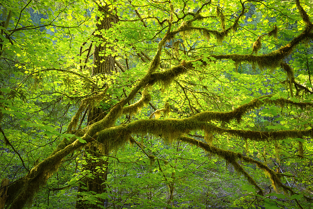 Vine maple and moss; North Fork Middle Fork of the Willamette River, Cascade Mountains, Oregon.