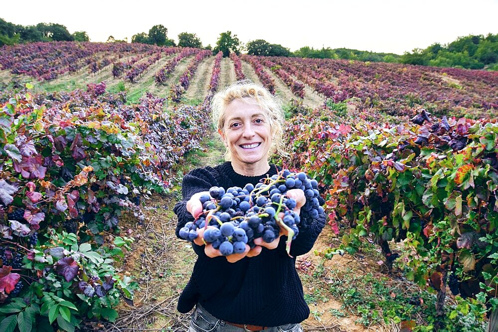 Mature young blondy farmer woman in a vineyard farmland with a bunch of grapes. Iguzkiza, Navarre, Spain, Europe.