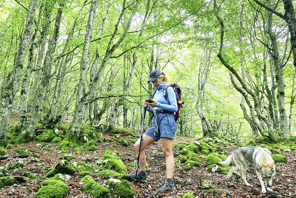 Hiker woman with a dog and a mobile phone in a path in a beechwood. Aitzkorri-Aratz Natural Park. Alava, Basque Country, Spain, Europe.