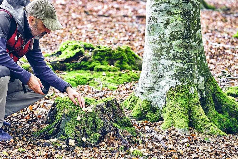 Hiker man in a beechwood looking for mushrooms. Urbasa-Andia Natural Park. Navarre, Spain, Europe.