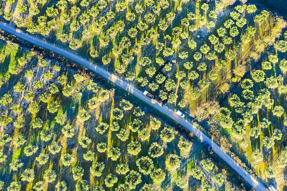 Aerial view of a farmland with olive trees. Bargota, Navarre, Spain.