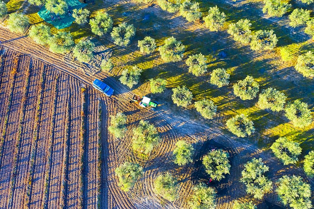 Aerial view of a farmland with olive trees. Bargota, Navarre, Spain.