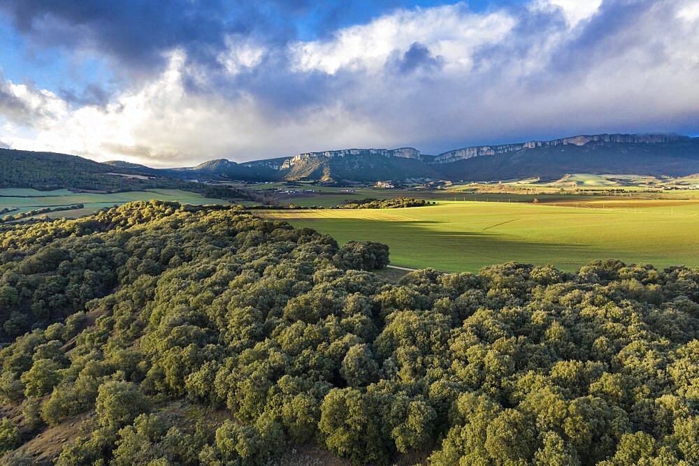 Aerial view of an holm oak grove and mountain range at background. Tierra Estella county. Navarre, Spain, Europe.