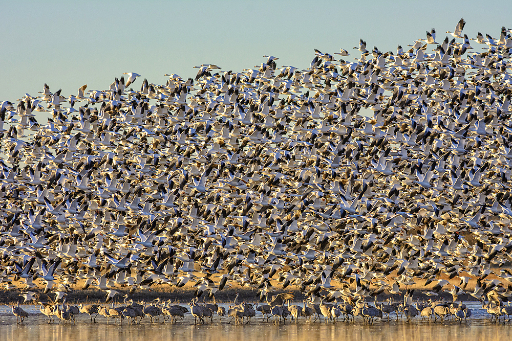 Snow Geese taking flight above Sandhill Cranes at Bosque del Apache National Wildlife Refuge, New Mexico.