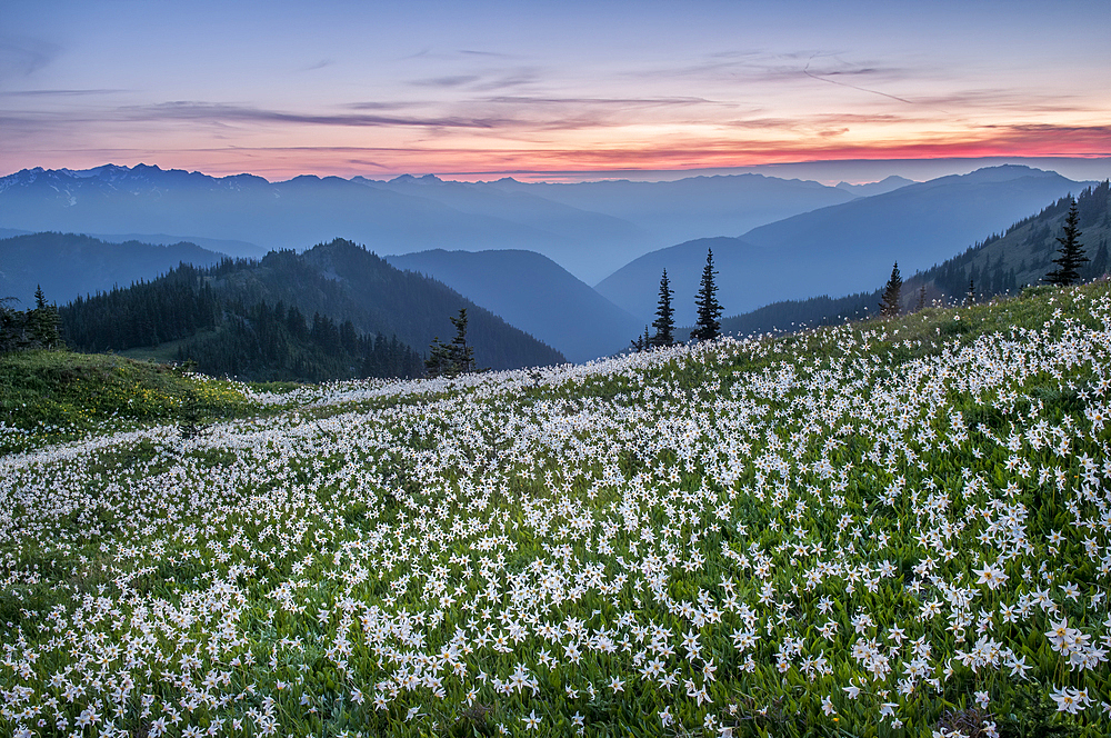 Avalanche lilies below Obstruction Point Road on Hurricane Ridge in Olympic National Park, Washington.