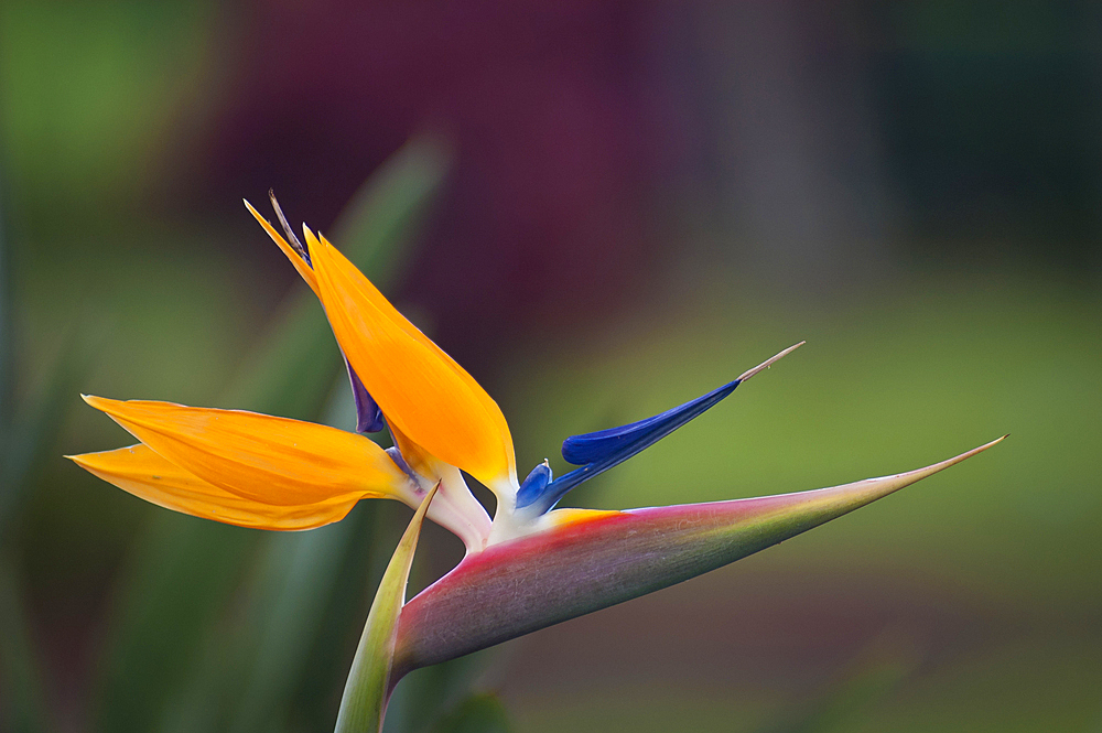 Bird of Paradise blossom (Strelitzia reginae); Hawaii.