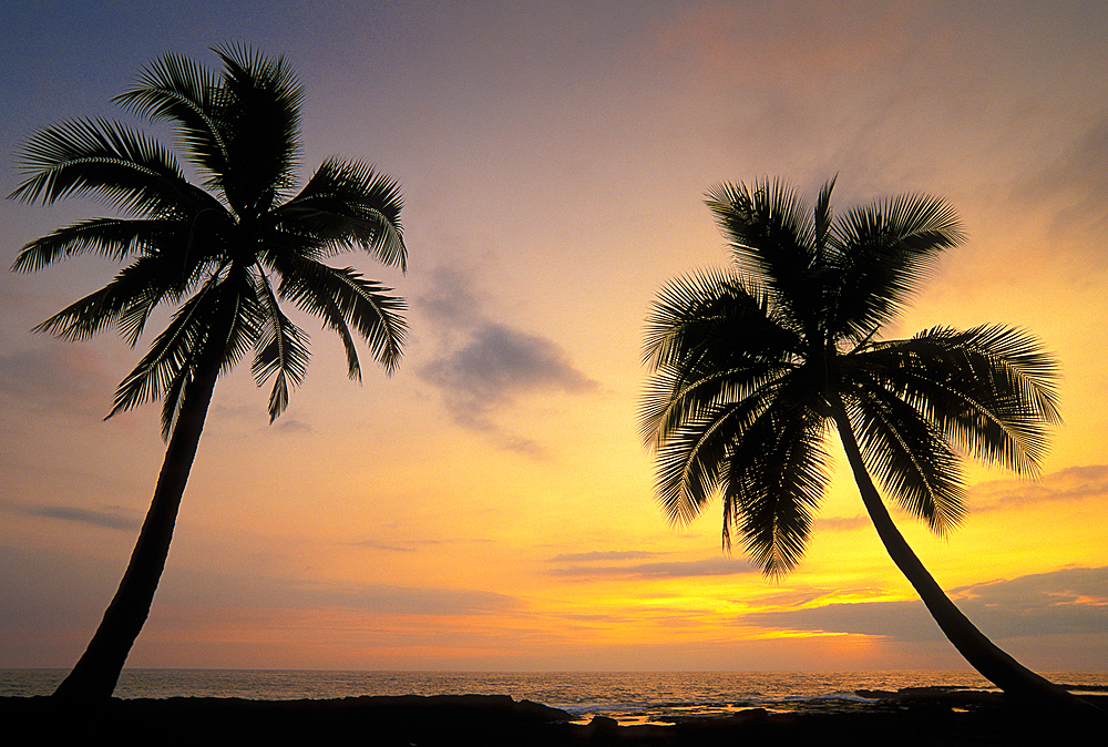 Coconut palm trees at sunset; Pu'uhonua O Honaunau National Historical Park, South Kona, Island of Hawaii.