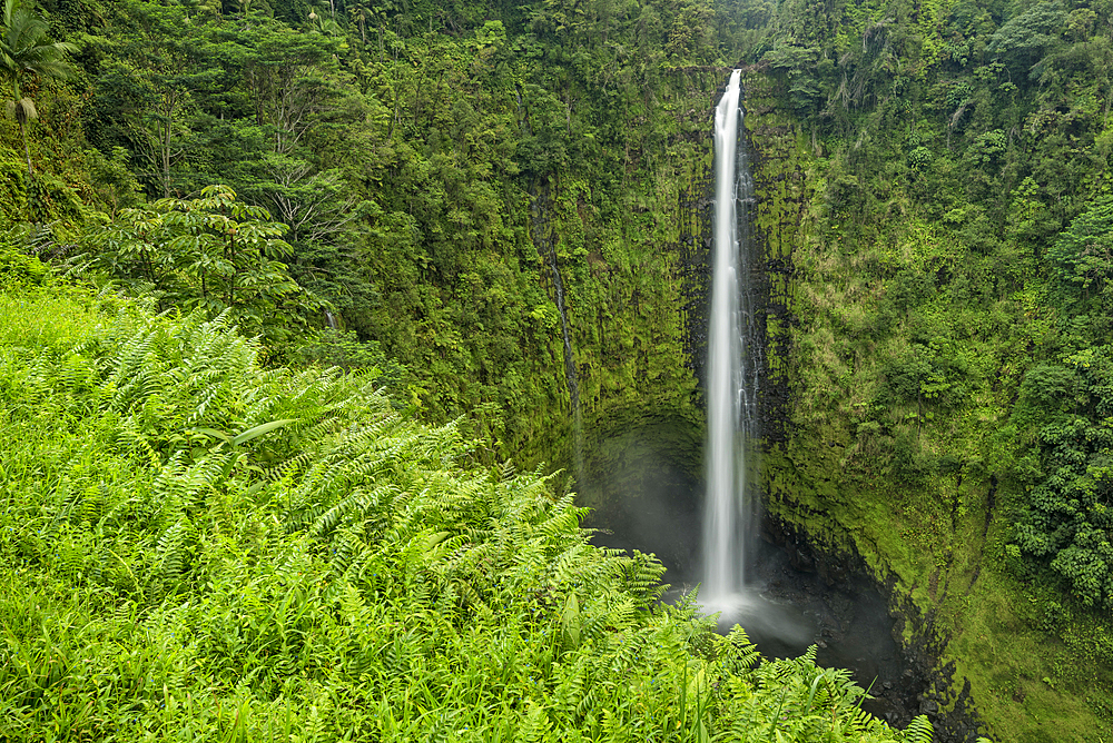 Akaka Falls in Akaka Falls State Park, Hamakua Coast, Island of Hawaii.