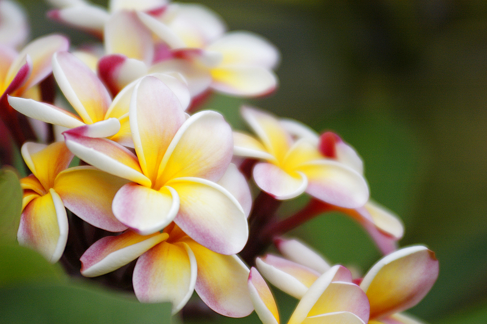 Plumeria blossoms on tree.