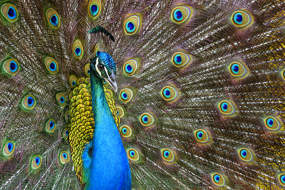 Peacock displaying tail feathers at Velas Vallarta Hotel, Puerto Vallarta, Jalisco, Mexico.