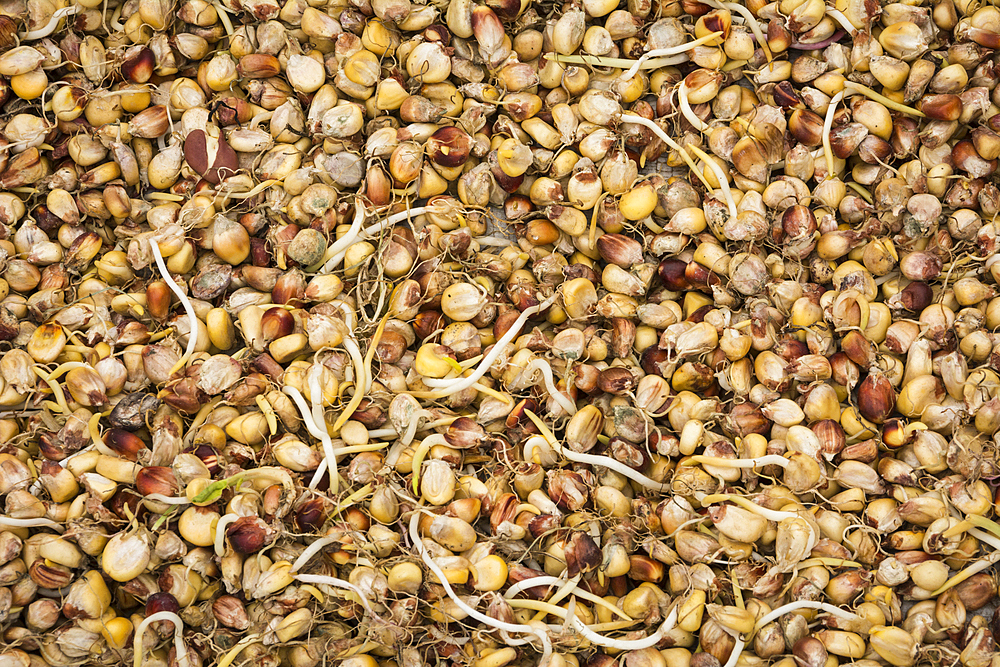 Sprouted corn; El Parador de Moray restaurant, Sacred Valley, Peru.