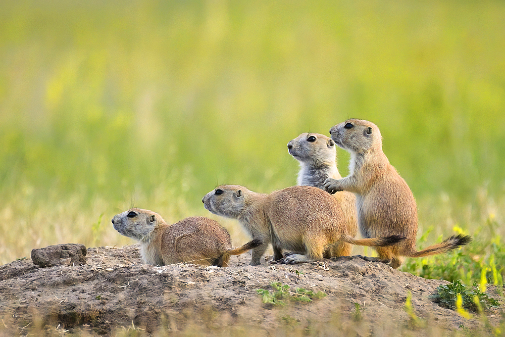 Black-tailed Prairie Dogs at Roberts Prairie Dog Town in Badlands National Park, South Dakota.