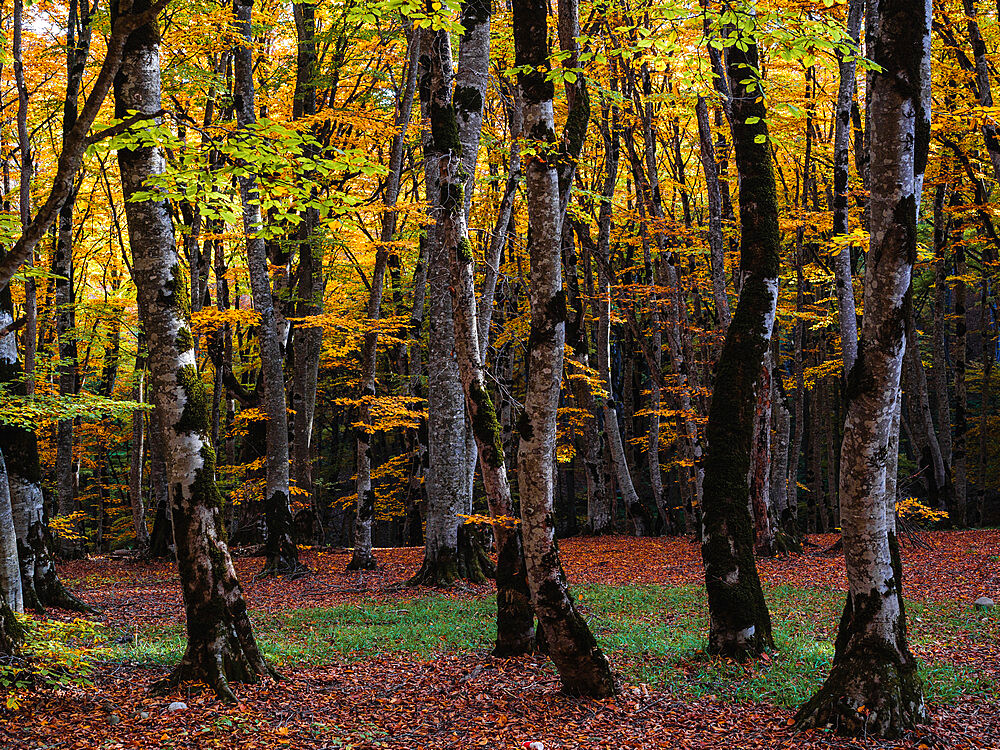 Sabaduri Forest, Tbilisi, Georgia (Sakartvelo), Central Asia, Asia