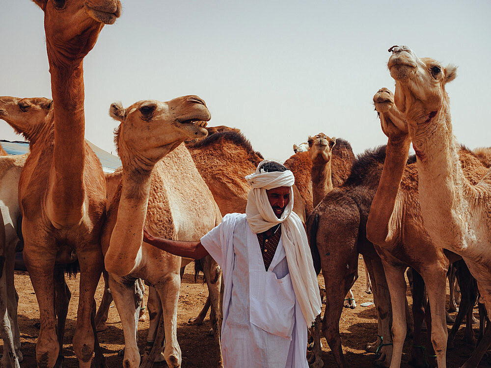 Nouakchott Camel Market, Nouakchott, Mauritania, West Africa, Africa