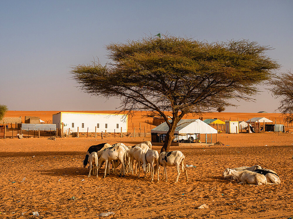 Livestock in Boutilimit, Mauritania, Sahara Desert, West Africa, Africa