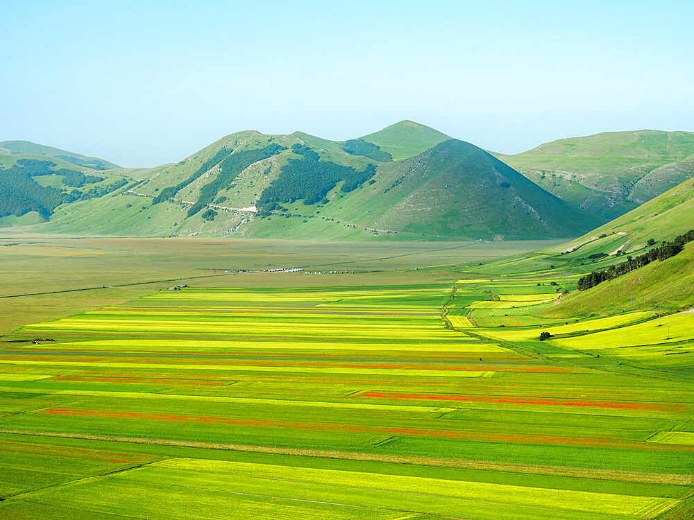 The colorful lentil fields in Castelluccio di Norcia, Perugia, Umbria, Italy, Europe