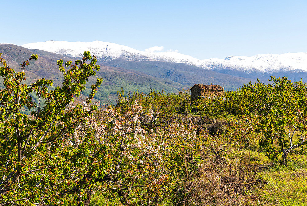 Spring in Valle del Jerte (Valley of Cherries), Caceres, Extremadura, Spain, Europe