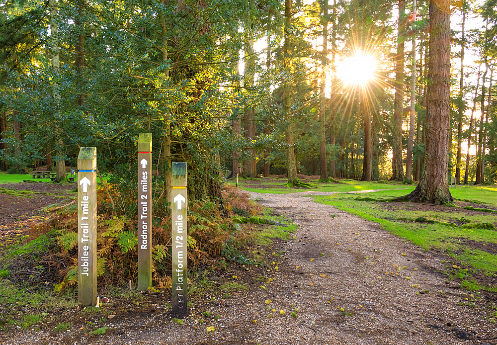 Bolderwood trails in the New Forest National Park, Hampshire, England, United Kingdom, Europe