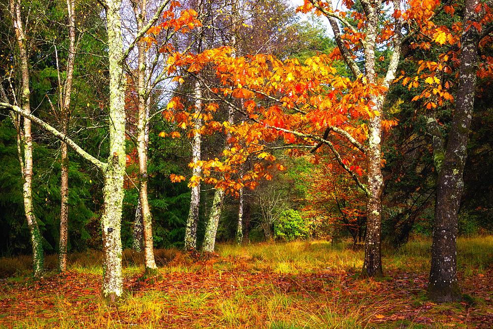 Autumnal colours in Blackwater Arboretum, New Forest National Park, Hampshire, England, United Kingdom, Europe