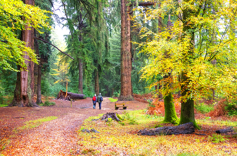 Blackwater Tall Trees trail in New Forest National Park, Hampshire, England, United Kingdom, Europe