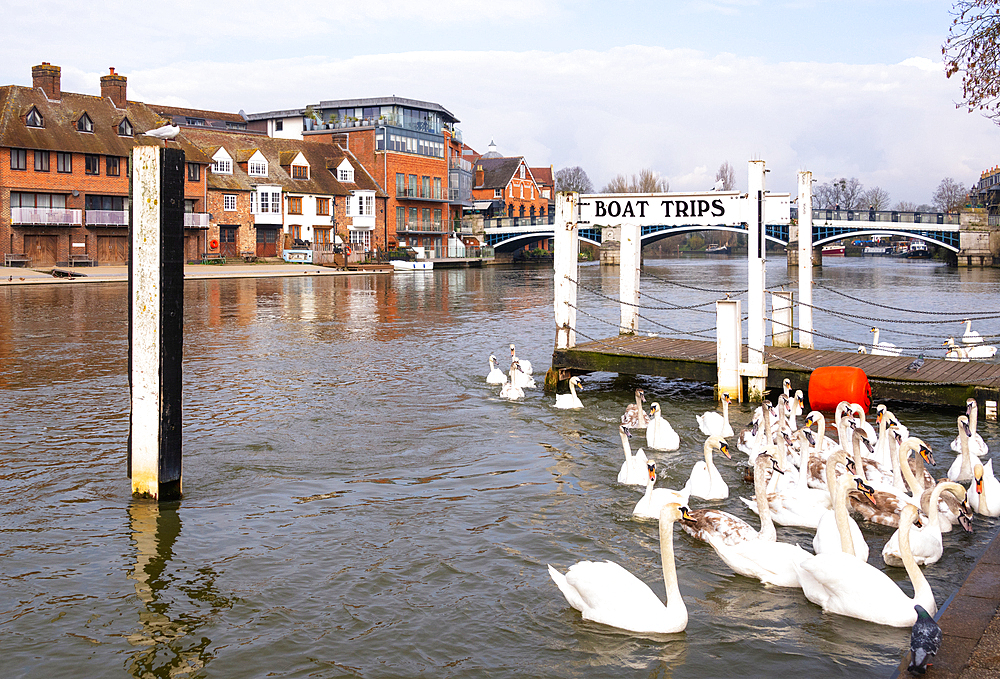 A bevy of mute swans in Windsor, Berkshire, England, United Kingdom, Europe