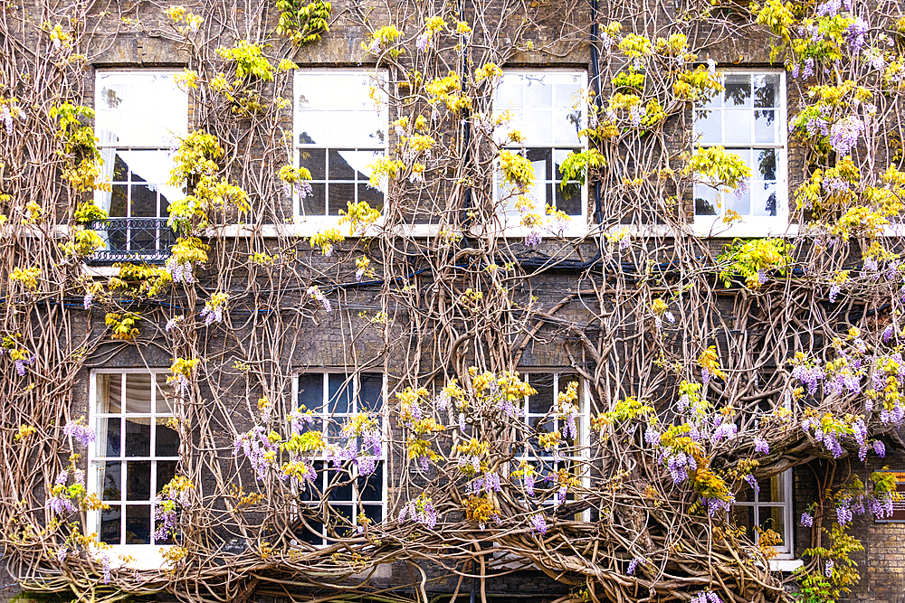 The oldest wisteria in England, planted in 1816, on Griffin Brewery, Chiswick, London, England, United Kingdom, Europe