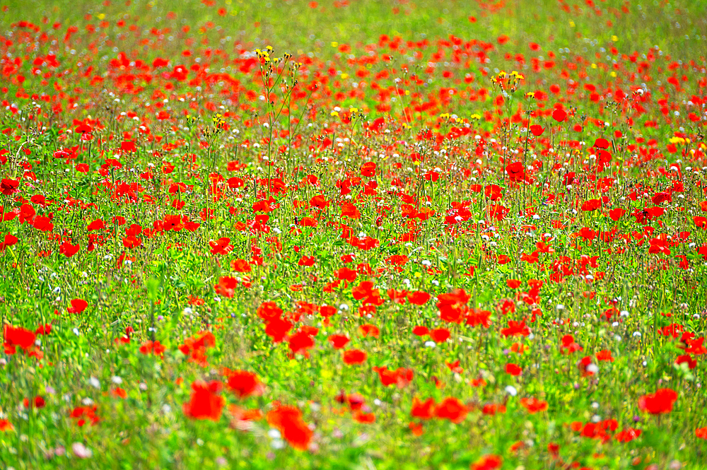 A field of poppies in Kent, England, United Kingdom, Europe