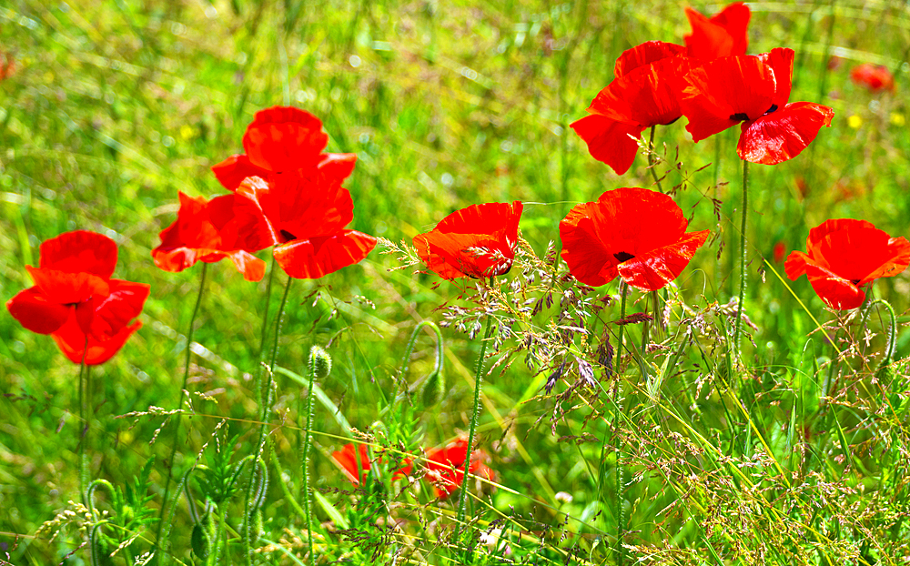 A field of poppies in Kent, England, United Kingdom, Europe