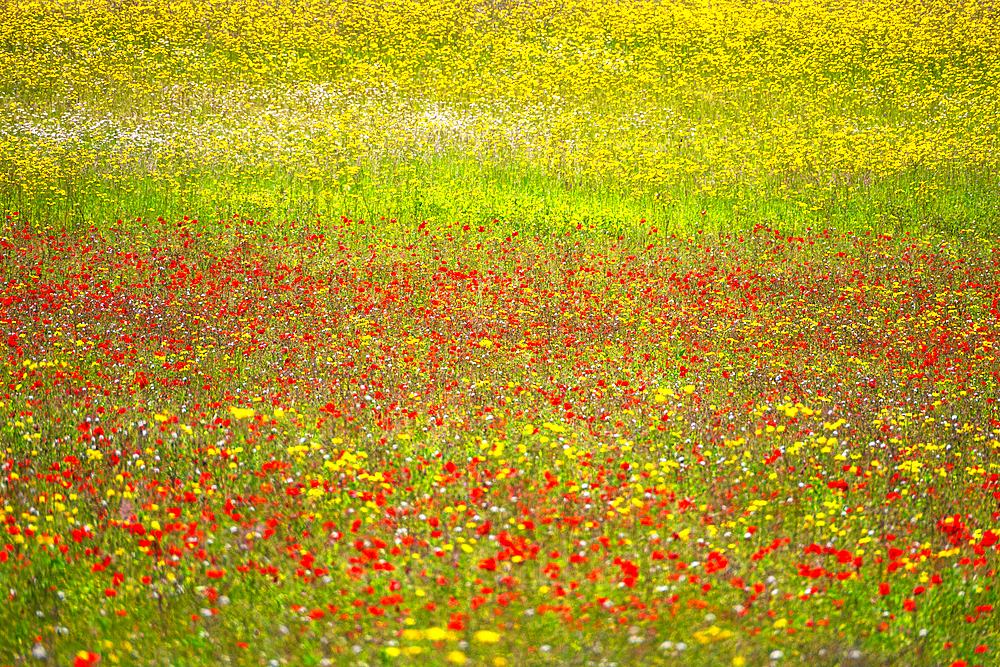 A wildflower meadow in Kent, England, United Kingdom, Europe