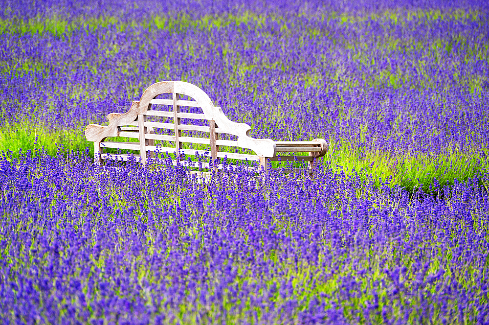 A bench in a lavender field in Shoreham, Kent, England, United Kingdom, Europe