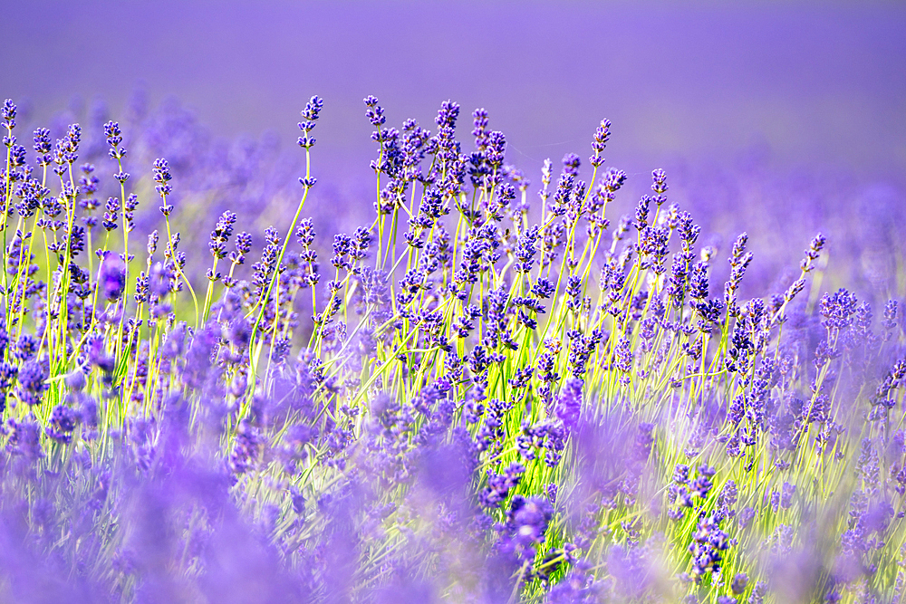 Lavender fields in Shoreham, Kent, England, United Kingdom, Europe