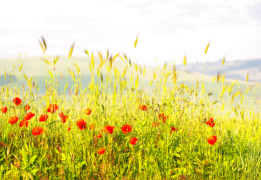 Spring in the Val d'Orcia, Tuscany, Italy