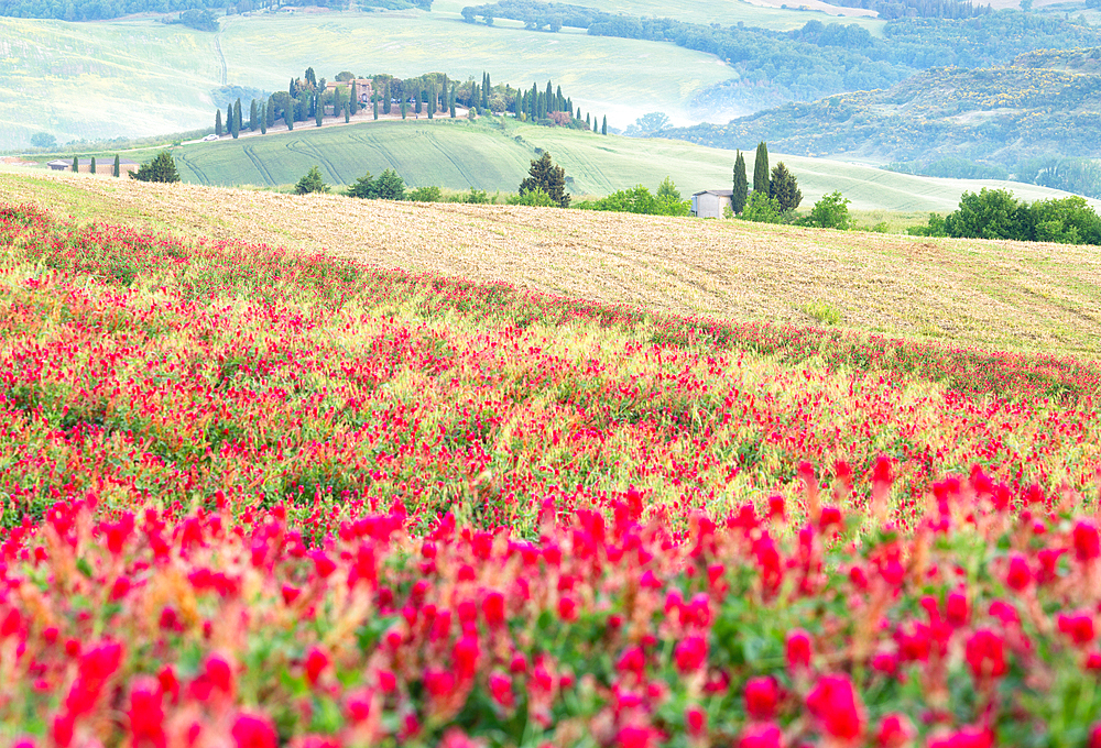 Spring in the Val d'Orcia, UNESCO, Tuscany, Italy