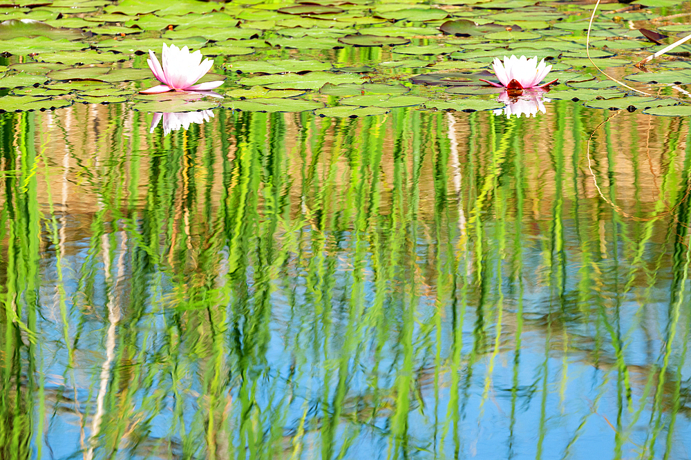 Water lilies in a pond, Val d'Orcia, Tuscany, Italy