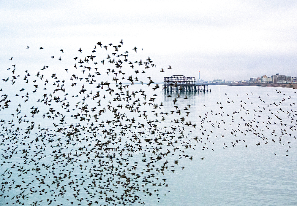 Starling murmuration at sunset with the remains of the West Pier in the background, City of Brighton and Hove, East Sussex, England