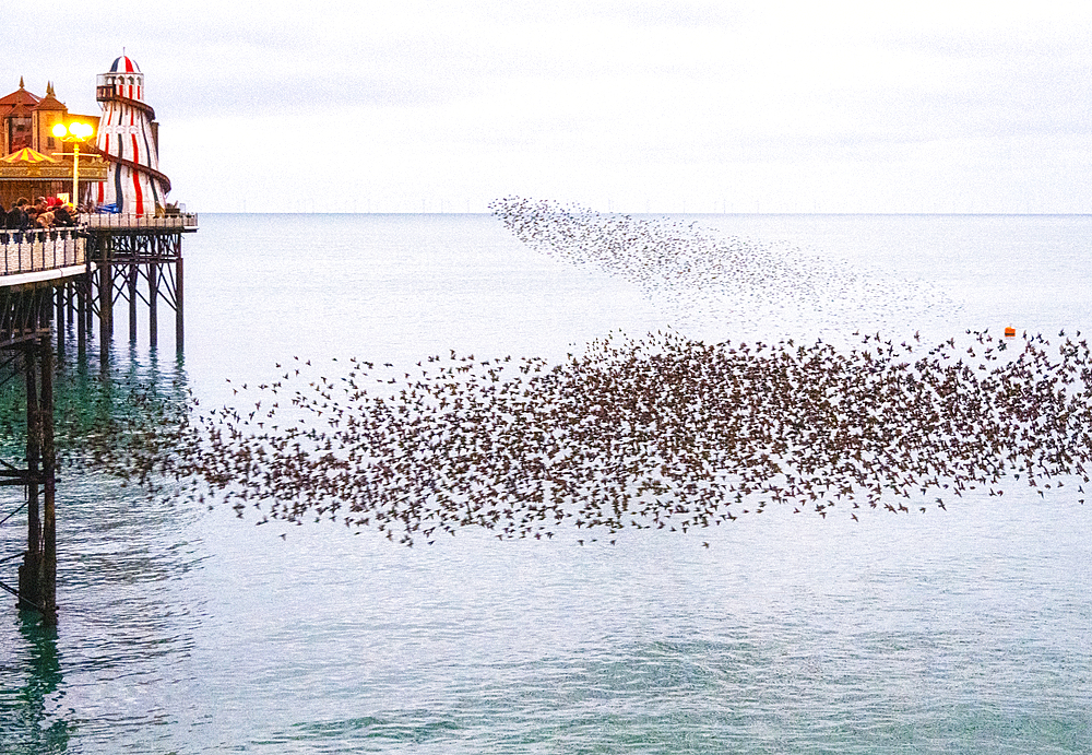 Starling murmuration at sunset next to the Brighton Palace Pier, City of Brighton and Hove, East Sussex, England