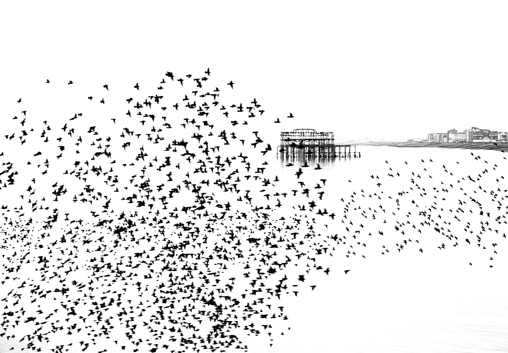 Starling murmuration at sunset with the remains of the West Pier in the background, City of Brighton and Hove, East Sussex, England