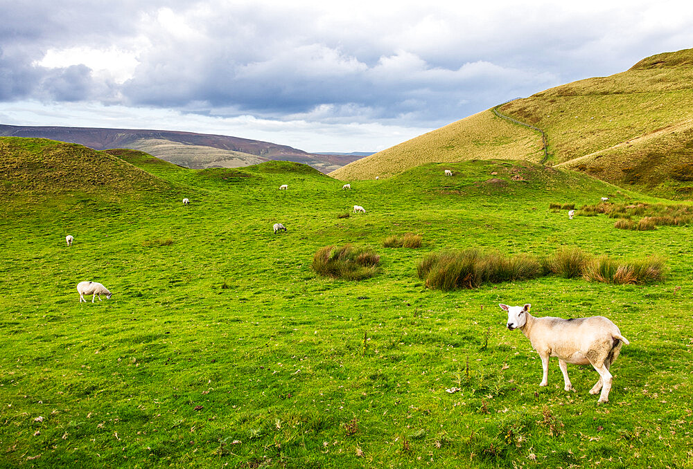 Sheep grazing in the Edale Valley, Peak District National Park, Derbyshire, England, United Kingdom, Europe