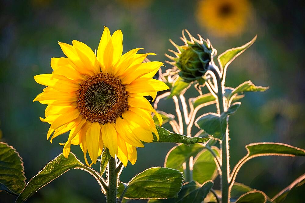 Sunflowers (Helianthus), near Tarporley, Cheshire, England, UK