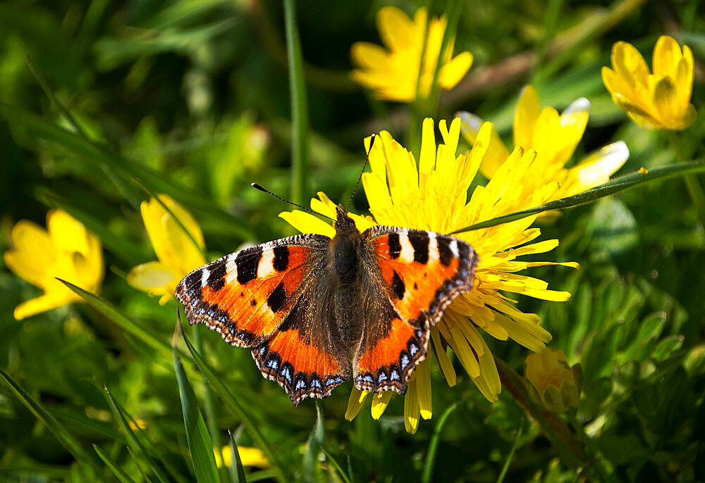 Small Tortoiseshell Butterfly (Aglais urticae) on yellow wildflowers, Cheshire, England, United Kingdom, Europe