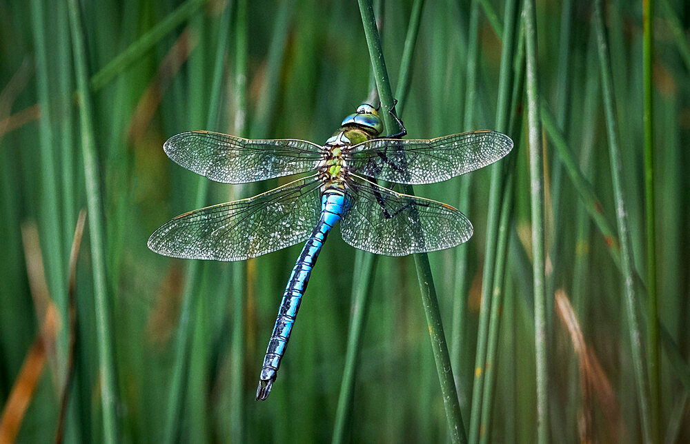 Emperor Dragonfly (Blue Emperor Dragonfly) (Anax imperator), Anderton Nature Park, Cheshire, England, United Kingdom, Europe